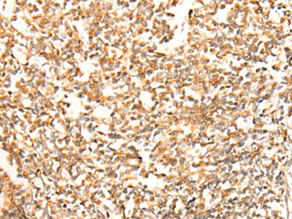 CHCHD3 Antibody