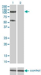 IHC-plus™ TRIM28 / KAP1 Antibody (clone 4E6)