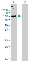 SLC26A2 Antibody (clone 3F6)