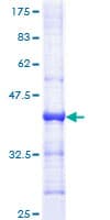 Human HPMS1 / PMS1 Protein (Recombinant GST, N-terminus)