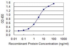 TEAD3 Antibody (clone 1C4)