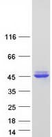 Human ALS2CR1 / NIF3L1 Protein (Recombinant Myc-DDK (Flag))