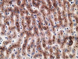 ERGIC-53 / LMAN1 Antibody (clone OTI1A8)