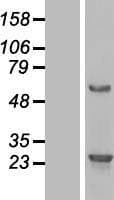 C16orf45 Protein (Over-Expression Lysate Myc-DDK (Flag))