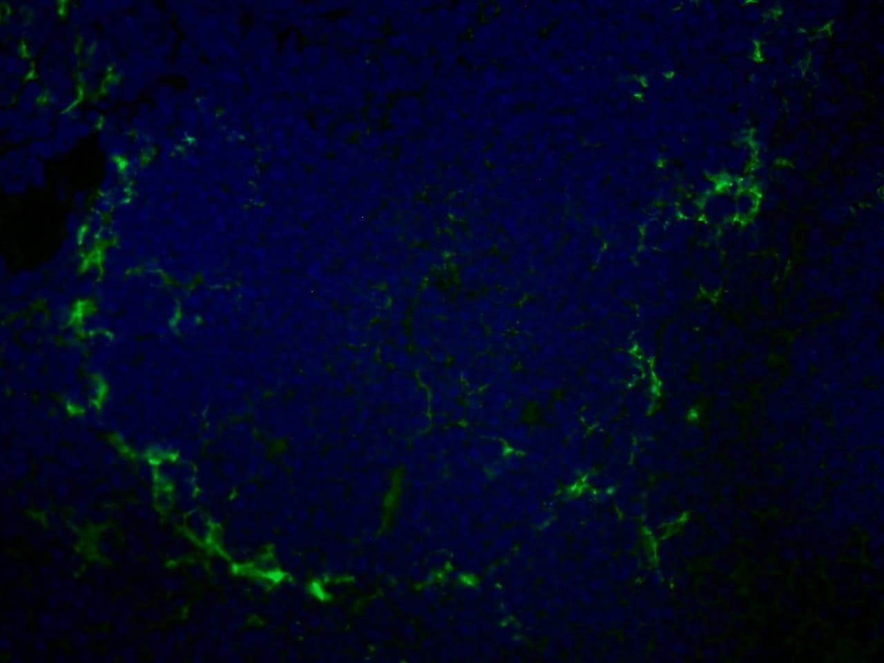 SIGLEC1 / CD169 / Sialoadhesin Antibody (clone MOMA-1, FITC)
