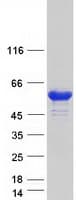 Human SNX29 / RUNDC2A Protein (Recombinant Myc-DDK (Flag))