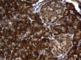 RASGRP3 / GRP3 Antibody (aa380-690, clone OTI4G9, Carrier-free)