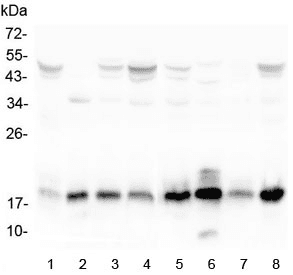 Polyclonal Rabbit anti-Human TIMM17A / TIM17 Antibody (IHC, WB)