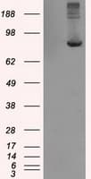 Monoclonal Mouse anti-Human KIAA0153 / TTLL12 Antibody (clone OTI4E3, IHC, IF, WB)