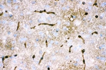 AQP4 / Aquaporin 4 Antibody