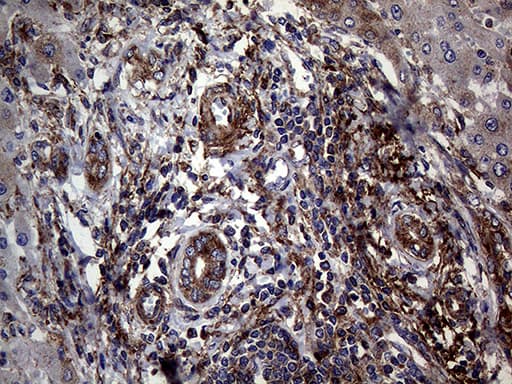 ANGPTL8 / Betatrophin Antibody (aa22-198, clone OTI5E2, Carrier-free)