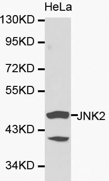 MAPK9 / JNK2 Antibody