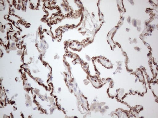 CD34 Antibody (aa312-385, clone OTI12F2)