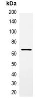 MBP Tag Antibody