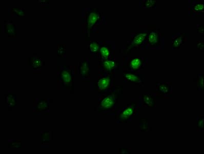 Pirin / PIR Antibody