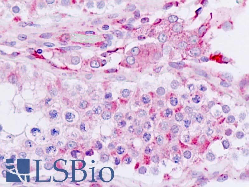 IHC-plus™ FOXN4 Antibody (aa411-460)