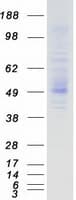 Human TMPRSS5 Protein (Recombinant Myc-DDK (Flag))