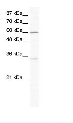 ZNF668 Antibody (N-Terminus, HRP)