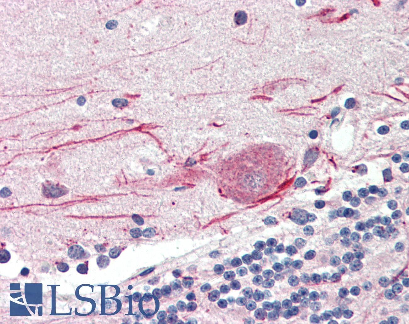 TLR3 Antibody
