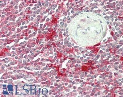 STAT1 Antibody (clone 4H9, Carrier-free)