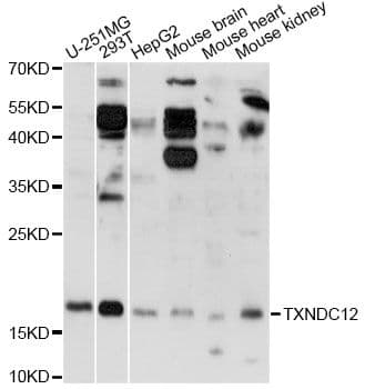 TXNDC12 Antibody