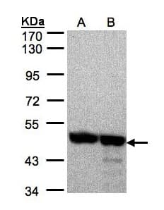 ANXA7 / Annexin VII / SNX Antibody (aa122-459)