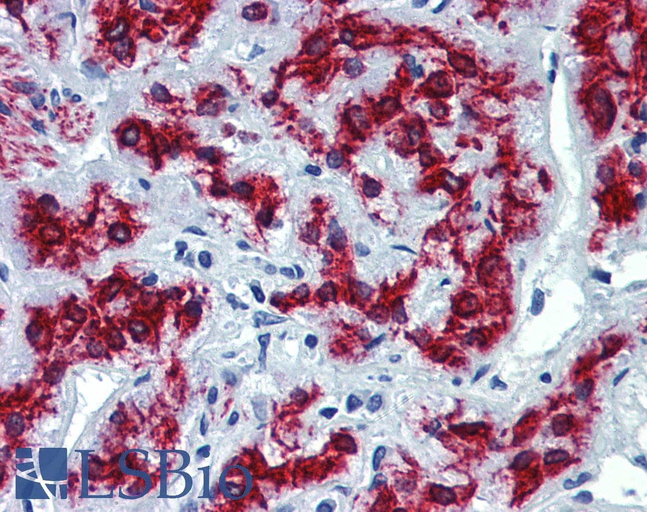 VEZF1 Antibody (aa288-337)