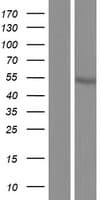 C1orf27 Protein (Over-Expression Lysate Myc-DDK (Flag))