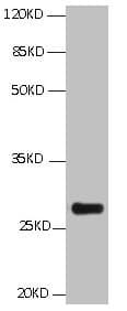 BCL2L1 / BCL-XL Antibody (aa1-209, clone 2C11C2)