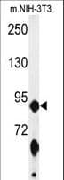 ABCF1 Antibody (aa687-716)