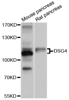 DSG4 / Desmoglein 4 Antibody