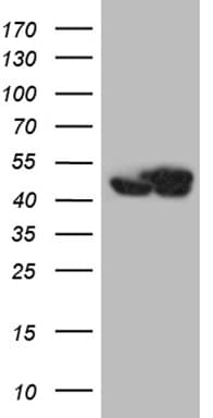 WDR77 / MEP50 Antibody (aa1-250, clone OTI5E9)