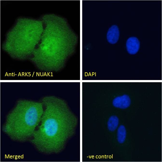 Polyclonal Goat anti-Human NUAK1 / ARK5 Antibody (aa654-668, IF)