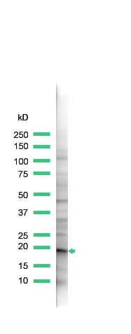 IHC-plus™ CLDN1 / Claudin 1 Antibody (C-Terminus)