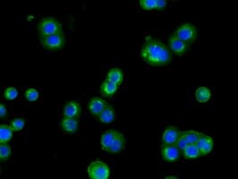 CYP1A2 Antibody (clone OTI7D12)