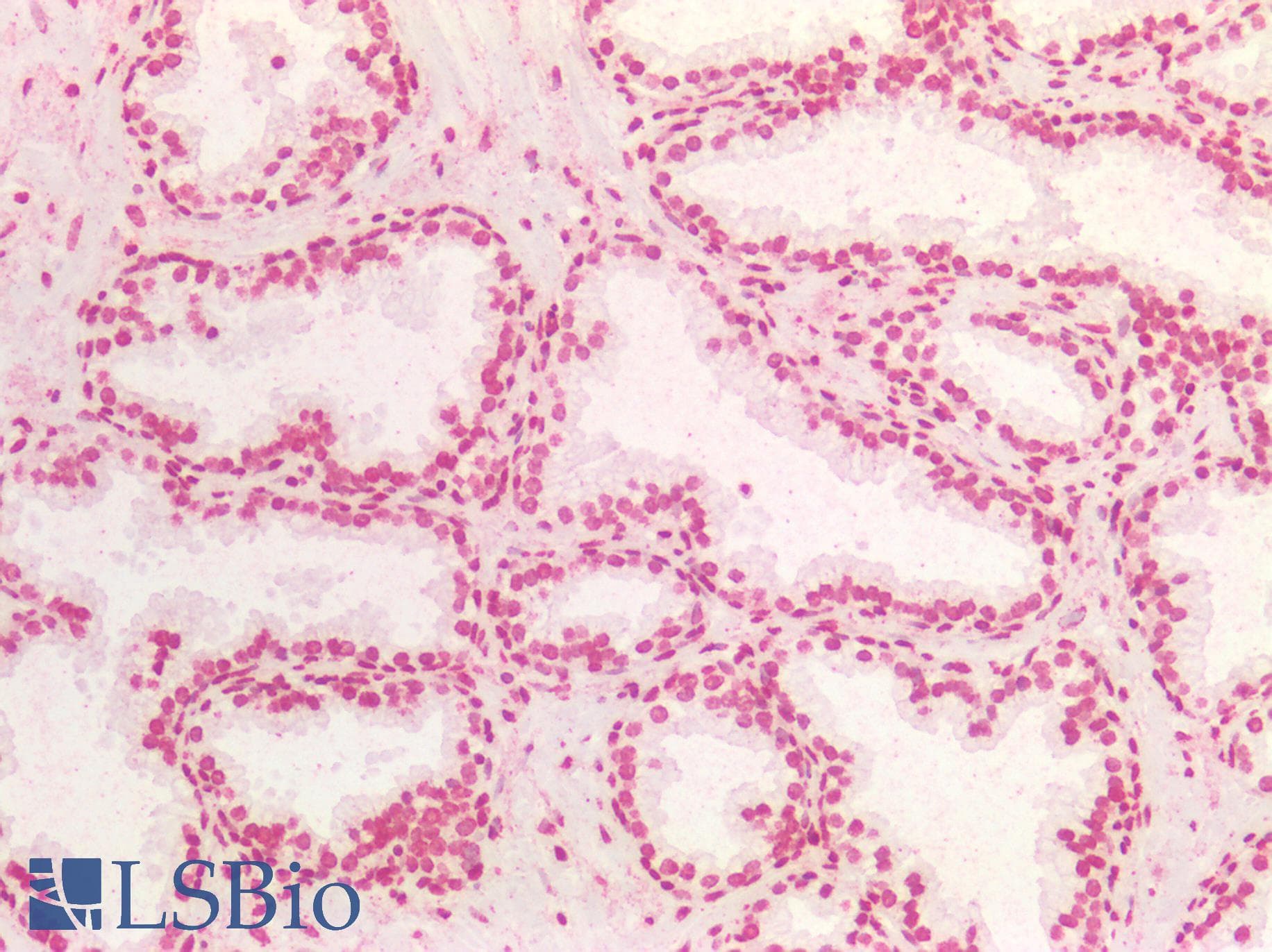 PathPlus™ Monoclonal Mouse anti-Human BRCA1 Antibody (clone 8F7, aa341-748, IHC, WB)
