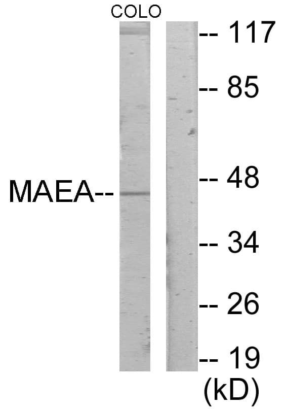 MAEA / EMP Antibody (aa181-230)