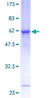 Human STX3 / Syntaxin 3 Protein (Recombinant GST)
