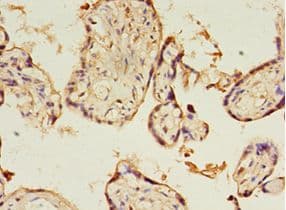 KIAA1191 Antibody (aa32-305)