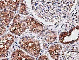 NUDT6 Antibody (clone OTI9D12)