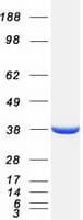 Human PLEKHA3 Protein (Recombinant Myc-DDK (Flag))