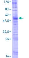 Human OR4D11 Protein (Recombinant GST)