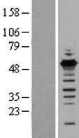 Human GABPB1 Protein (Over-Expression Lysate Myc-DDK (Flag))