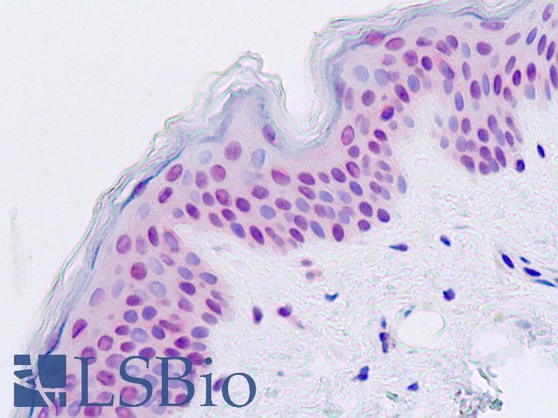 IHC-plus™ RAD21 Antibody (aa521-570)