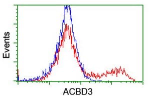 GCP60 / ACBD3 Antibody (clone OTI3A1)