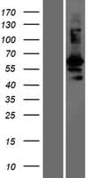 WFIKKN2 / GASP-1 Protein (Over-Expression Lysate Myc-DDK (Flag))