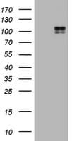 PathPlus™ c-Kit / CD117 Antibody (clone 9A11)