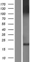 CLSTN3 Protein (Over-Expression Lysate Myc-DDK (Flag))