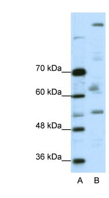 PEG3 Antibody (C-Terminus)