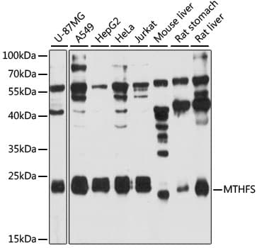 Polyclonal Rabbit anti-Human HsT19268 / MTHFS Antibody (WB)